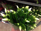 Schlumbergera (November kaktus) / Hvid