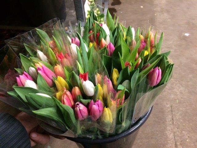 Tulipa, 10 stk (Tulipaner) / Mix
